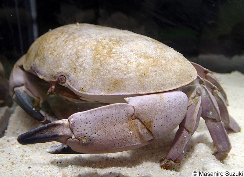 アカマンジュウガニ Atergatis subdentatus