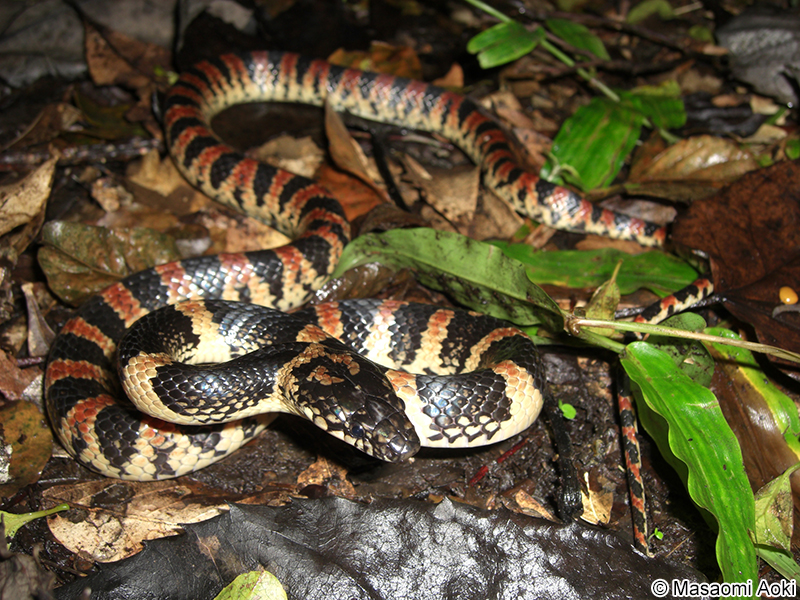 アカマタ Lycodon semicarinatus