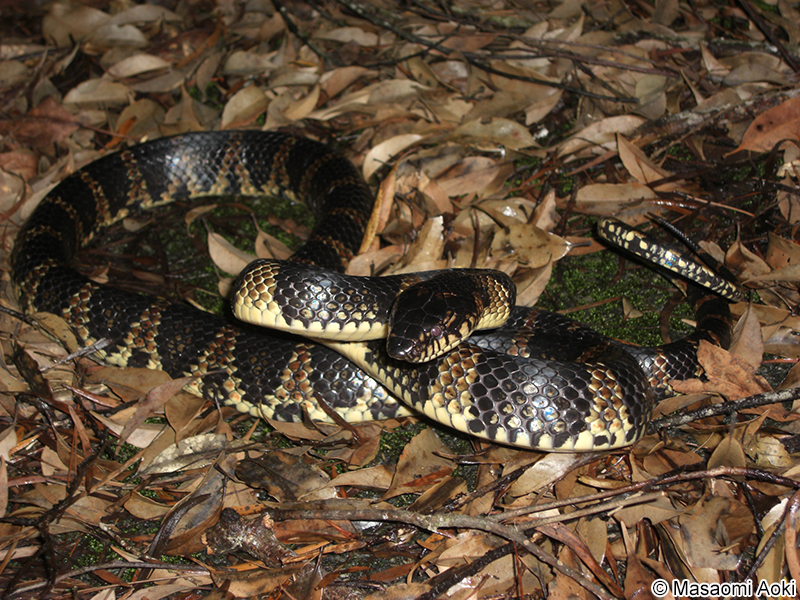 アカマタ Lycodon semicarinatus