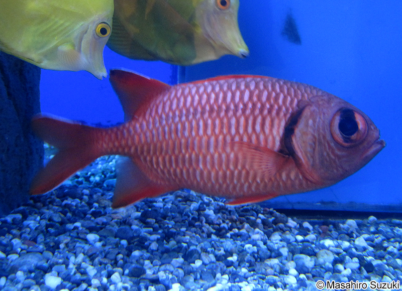 アカマツカサ Myripristis berndti