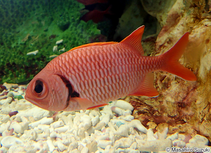 アカマツカサ Myripristis berndti