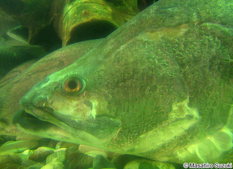 アカメ Lates japonicus