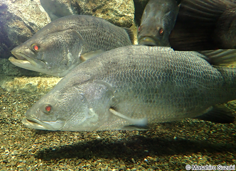アカメ Lates japonicus
