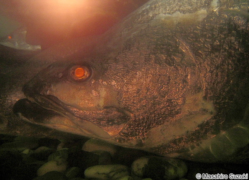 アカメ Lates japonicus