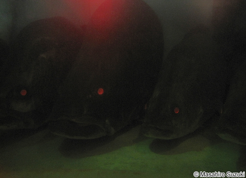 アカメ Lates japonicus