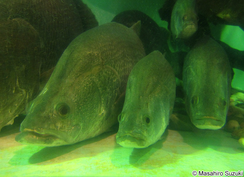 アカメ Lates japonicus