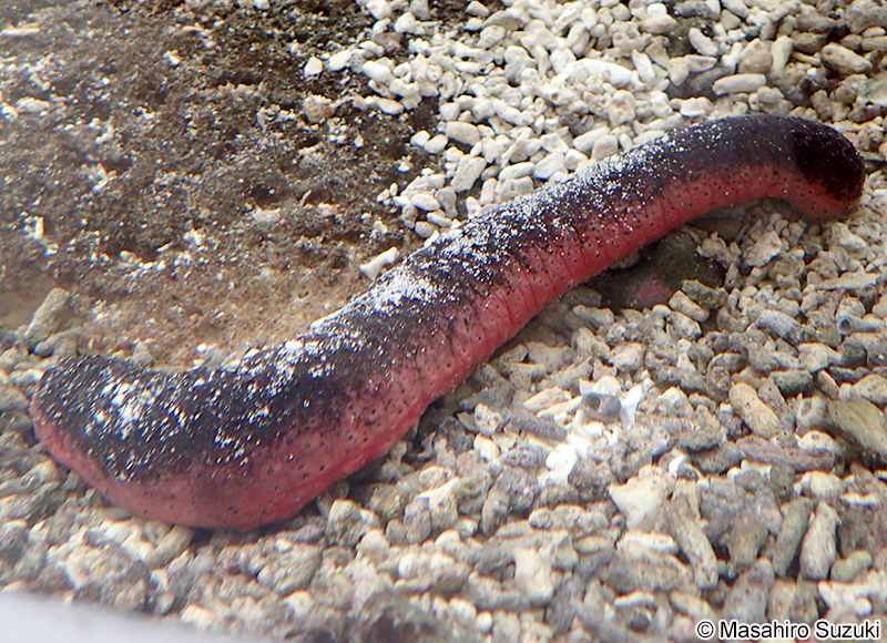 アカミシキリ Holothuria edulis