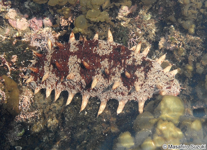 アカナマコ Apostichopus japonicus