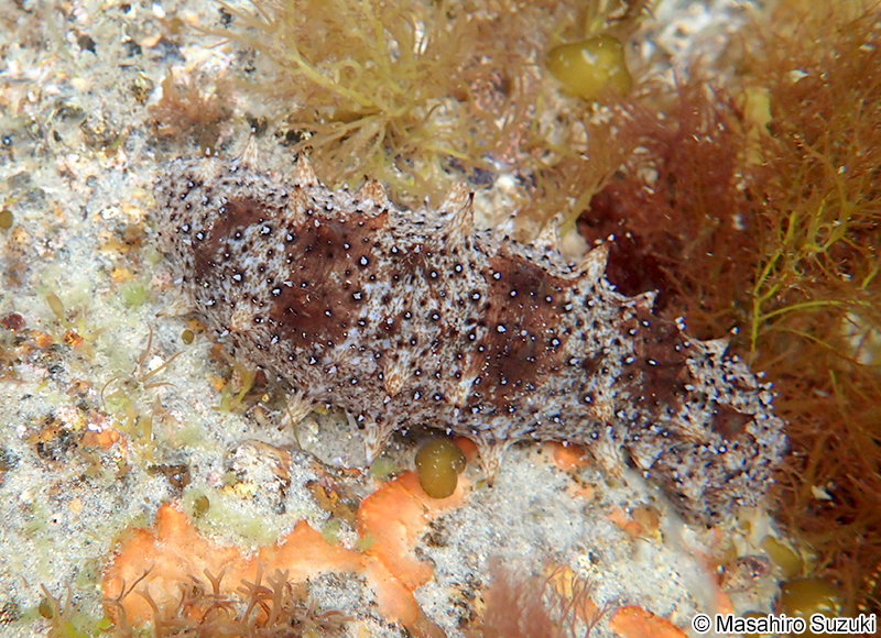 アカナマコ Apostichopus japonicus