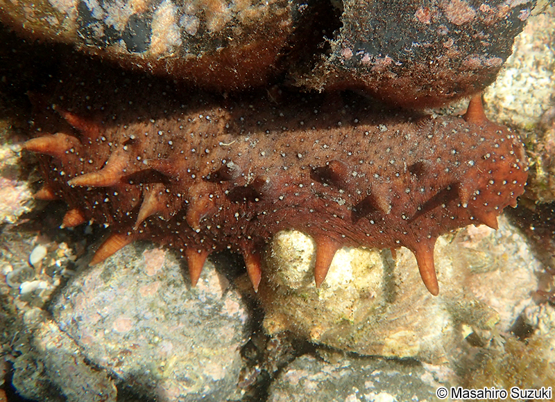 アカナマコ Apostichopus japonicus