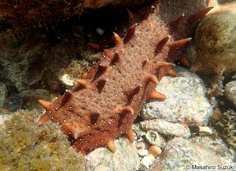 アカナマコ Apostichopus japonicus