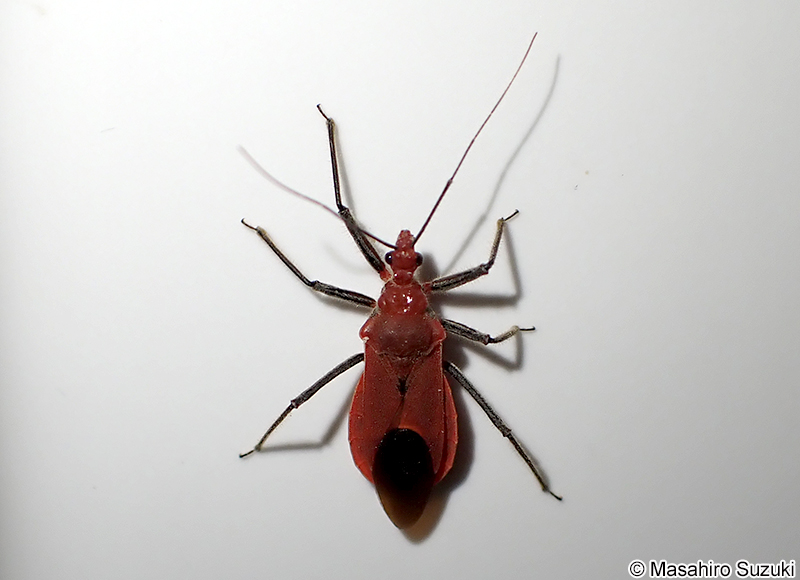 アカサシガメ Cydnocoris russatus