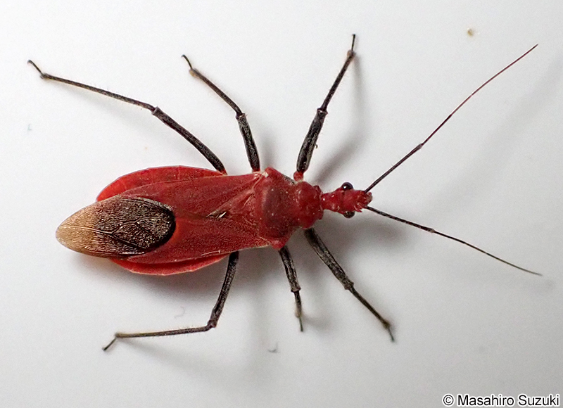 アカサシガメ Cydnocoris russatus