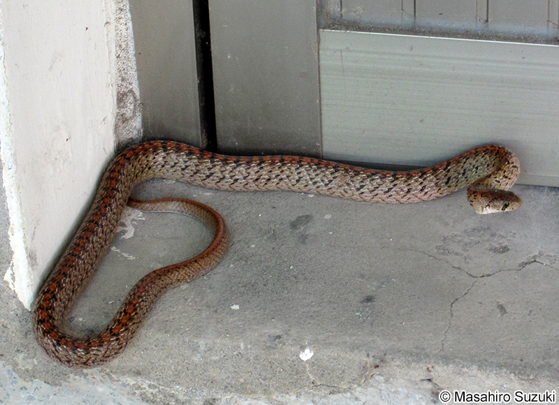 アカセスジヘビ Oligodon formosanus