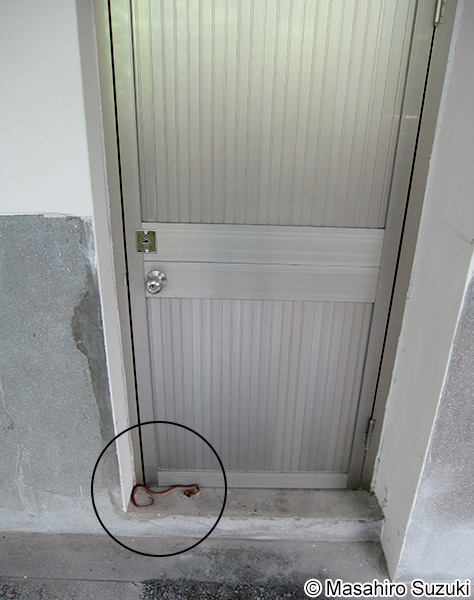 アカセスジヘビ Oligodon formosanus