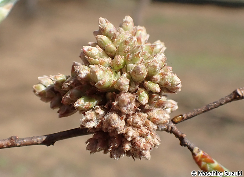 アカシデメムレマツカサフシ Acalitus sp.