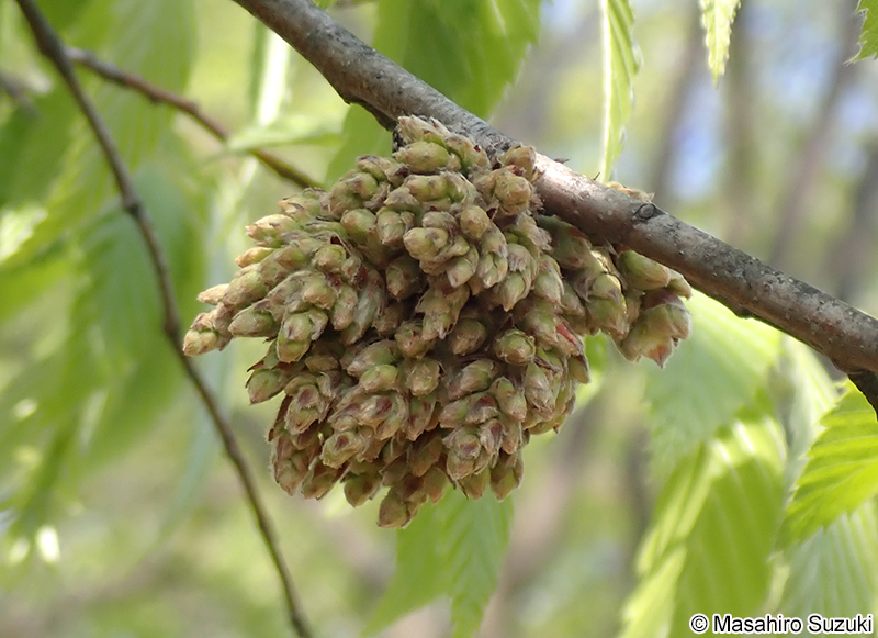 アカシデメムレマツカサフシ Acalitus sp.