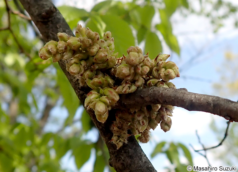 アカシデメムレマツカサフシ Acalitus sp.