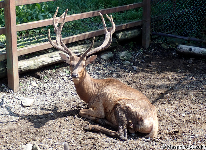アカシカ Cervus elaphus