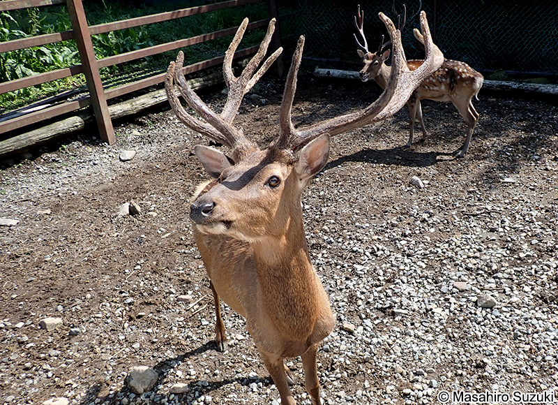アカシカ Cervus elaphus