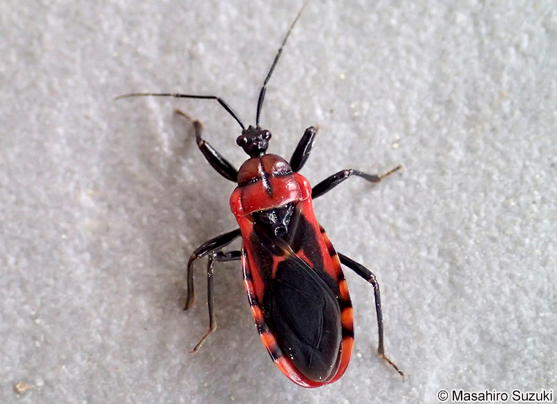 アカシマサシガメ Haematoloecha nigrorufa