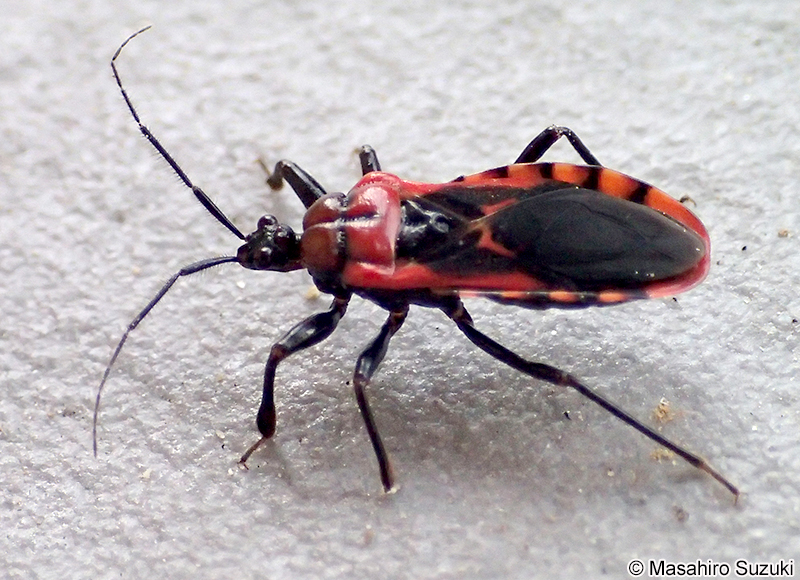 アカシマサシガメ Haematoloecha nigrorufa