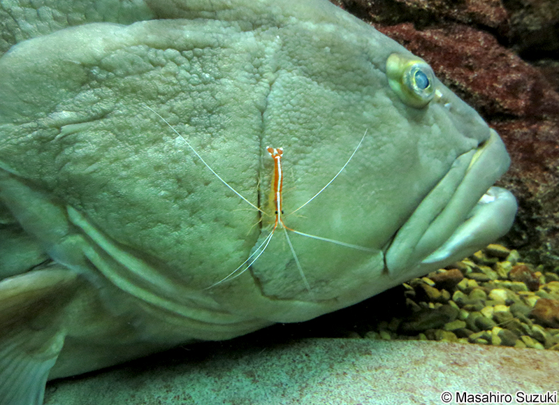クエと共生するアカシマシラヒゲエビ
