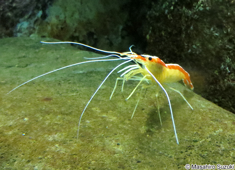 アカシマシラヒゲエビ Lysmata amboinensis