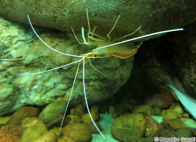 アカシマシラヒゲエビ Lysmata amboinensis