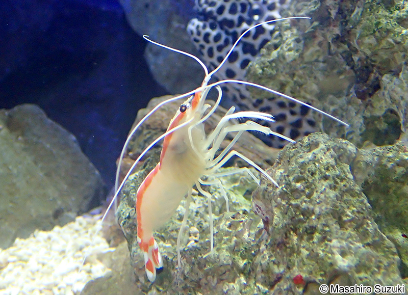 アカシマシラヒゲエビ Lysmata amboinensis