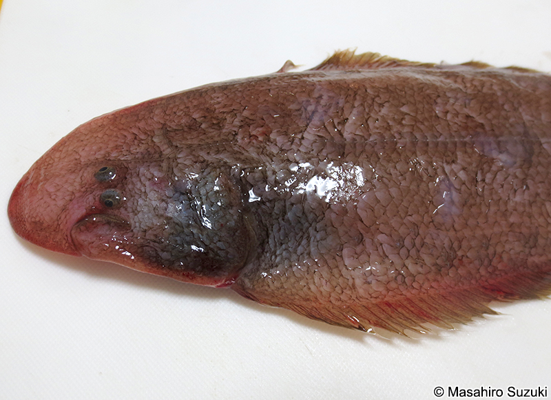 アカシタビラメ Cynoglossus joyneri