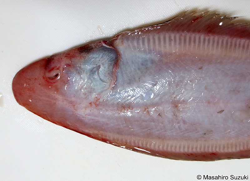 アカシタビラメ Cynoglossus joyneri