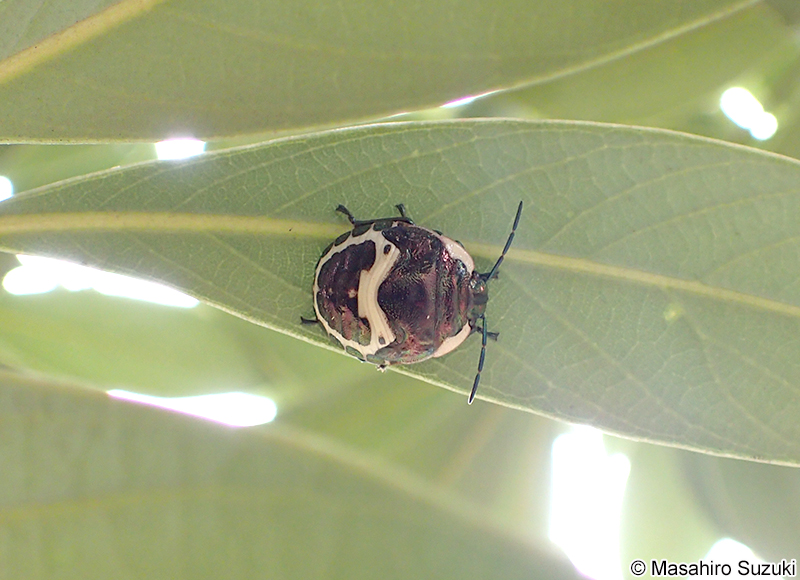 アカスジキンカメムシ Poecilocoris lewisi