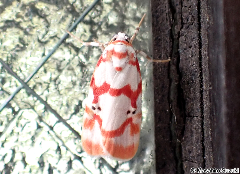 アカスジシロコケガ Cyana hamata hamata