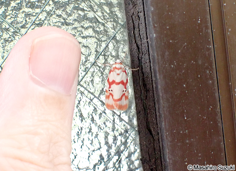 アカスジシロコケガ Cyana hamata hamata