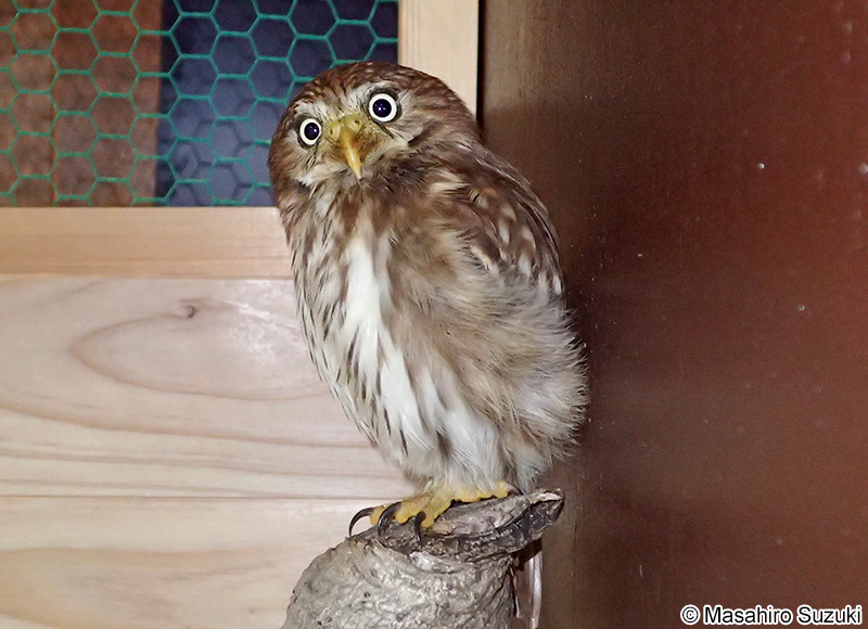 アカスズメフクロウ Glaucidium brasilianum