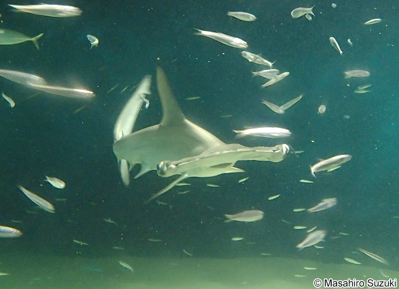 アカシュモクザメ Sphyrna lewini