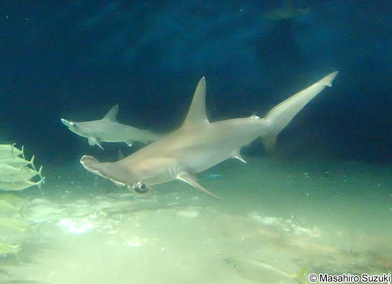 アカシュモクザメ Sphyrna lewini