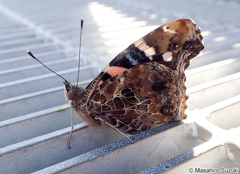 アカタテハ Vanessa indica