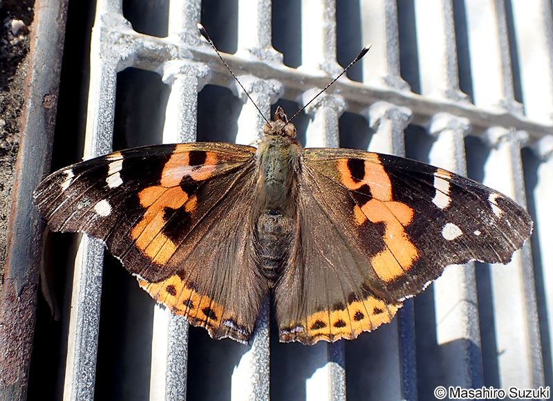 アカタテハ Vanessa indica