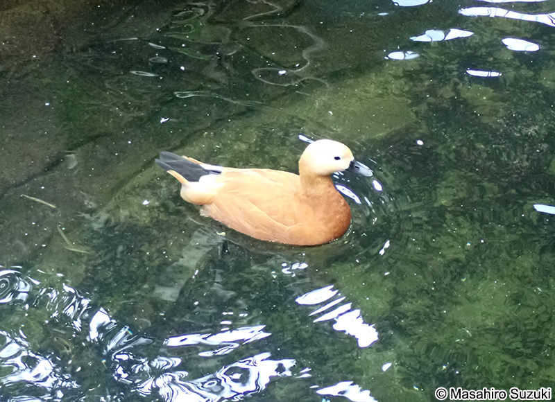 アカツクシガモ Tadorna ferruginea