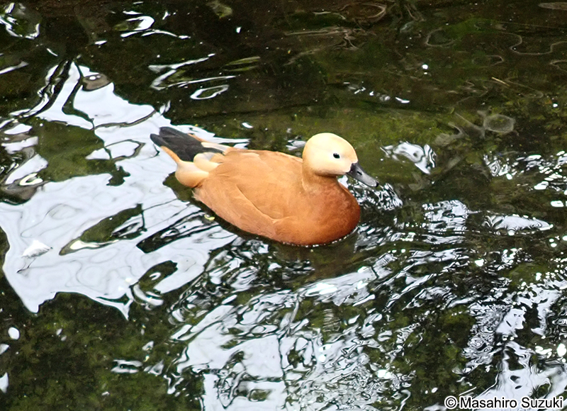 アカツクシガモ Tadorna ferruginea
