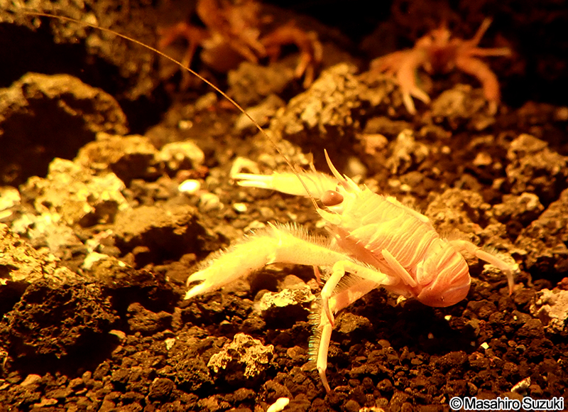 アカツノチュウコシオリエビ Munida andamanica