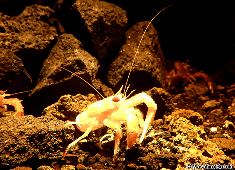 アカツノチュウコシオリエビ Munida andamanica