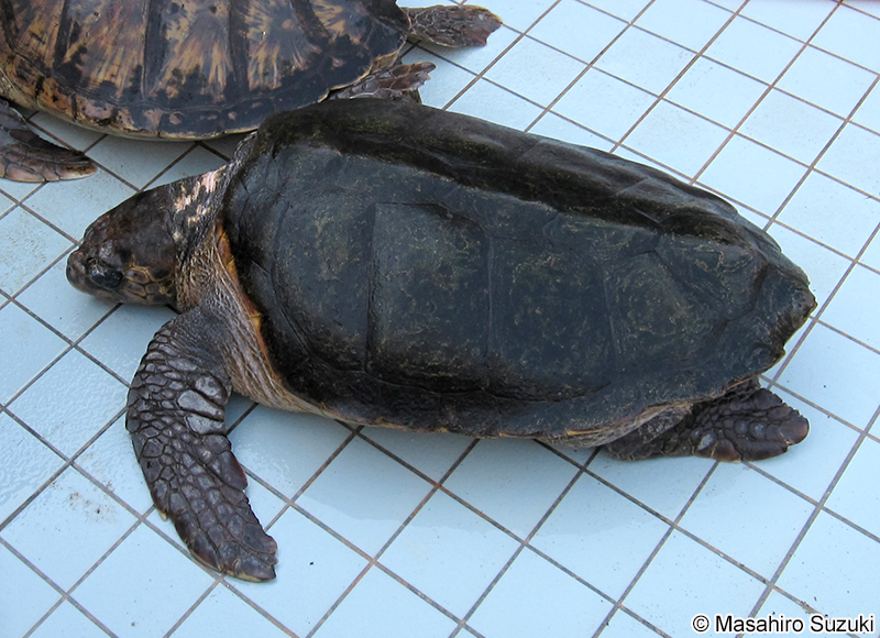 アカウミガメ Caretta caretta