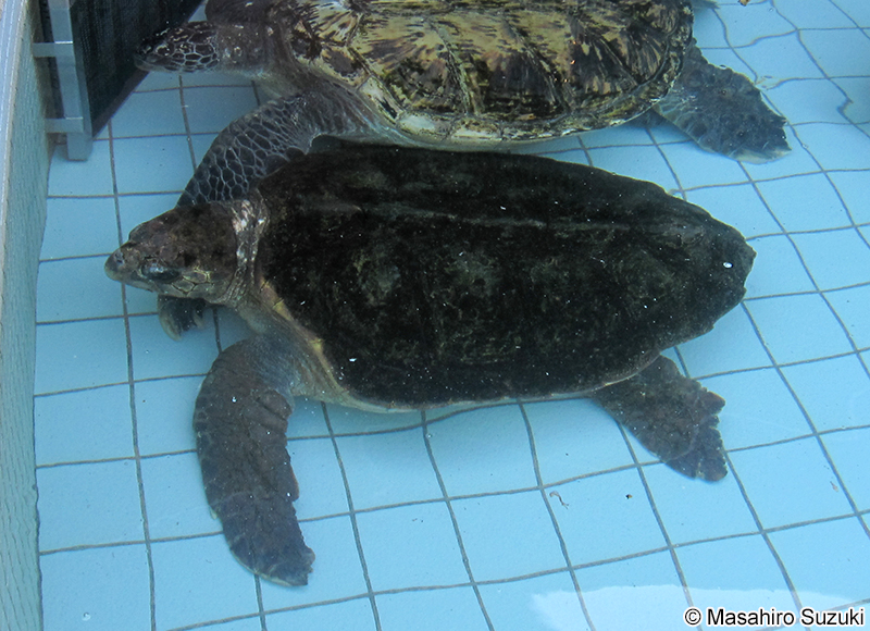 アカウミガメ Caretta caretta