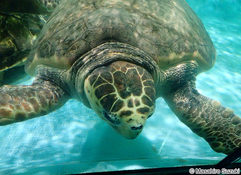 アカウミガメ Caretta caretta