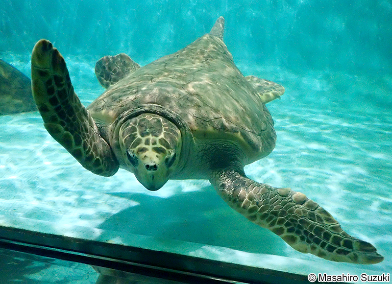 アカウミガメ Caretta caretta