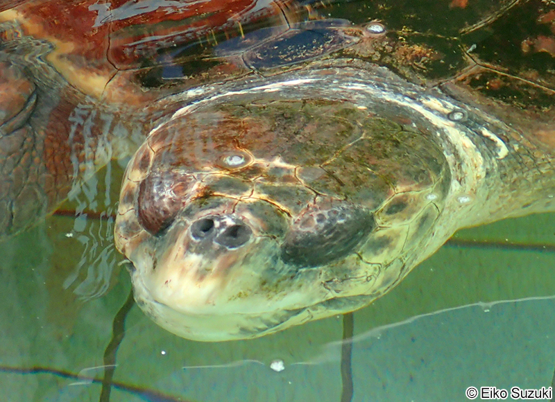 アカウミガメ Caretta caretta