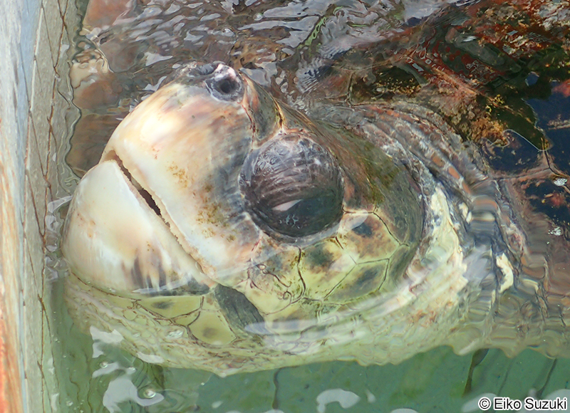アカウミガメ Caretta caretta